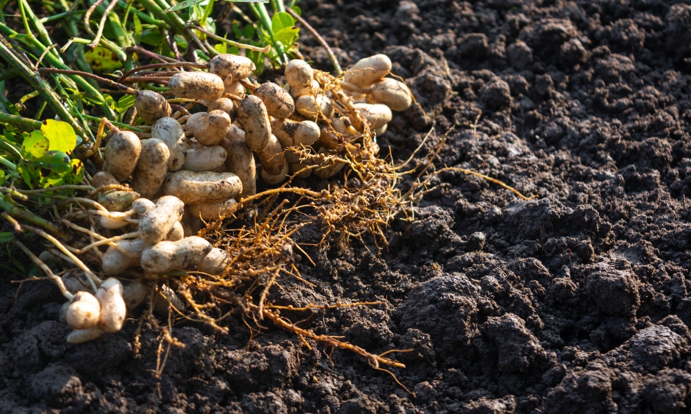 Cây họ đậu nên áp dụng thường xuyên trong luân canh