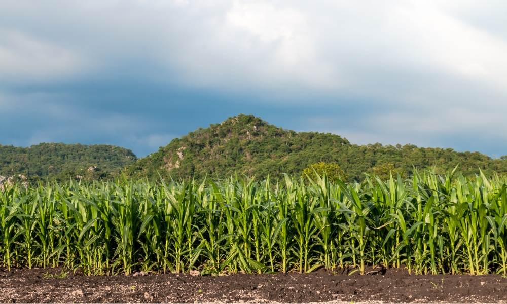Nên trồng luân canh cây họ đậu trước khi trồng bắp