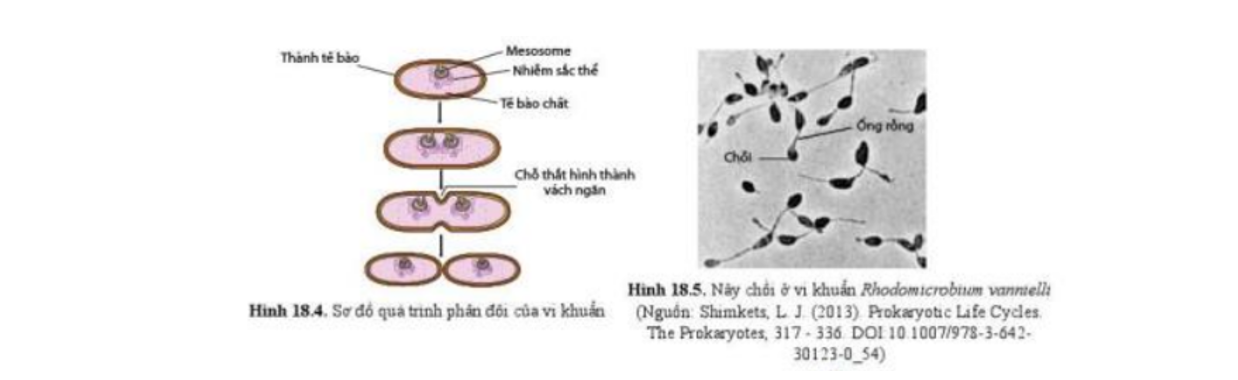 Lý thuyết sinh trưởng và sinh sản ở vi sinh vật - Sinh 10 Cánh diều</>