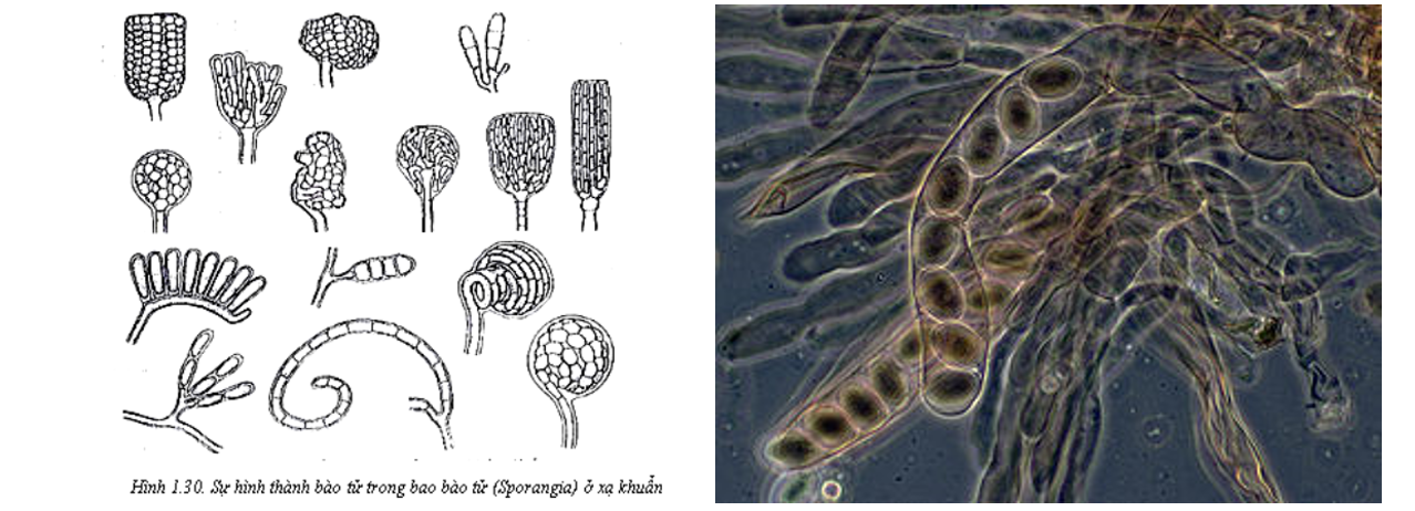 Lý thuyết sinh trưởng và sinh sản ở vi sinh vật - Sinh 10 Cánh diều</>