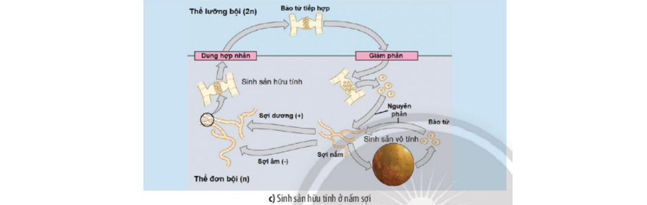 Lý thuyết sinh trưởng và sinh sản ở vi sinh vật - Sinh 10 Cánh diều</>