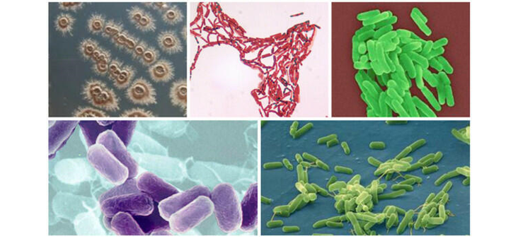 Lý thuyết sinh trưởng và sinh sản ở vi sinh vật - Sinh 10 Cánh diều</>