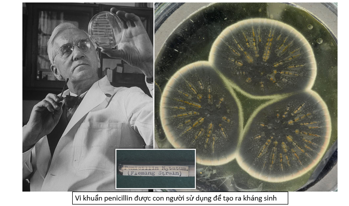 Lý thuyết sinh trưởng và sinh sản ở vi sinh vật - Sinh 10 Cánh diều</>