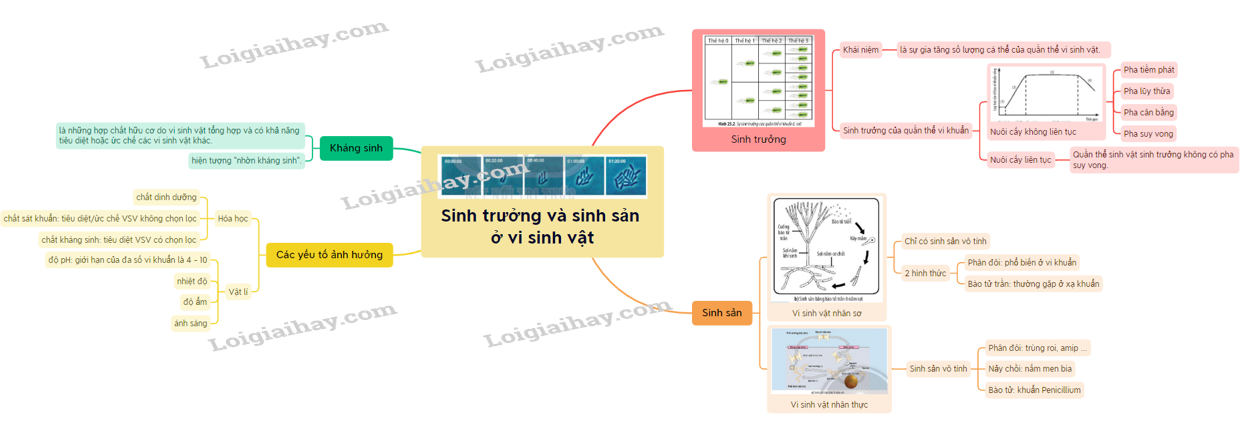 Lý thuyết sinh trưởng và sinh sản ở vi sinh vật - Sinh 10 Cánh diều</>
