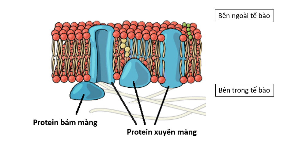 Khái niệm màng sinh chất</>