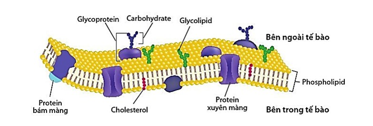 Khái niệm màng sinh chất</>