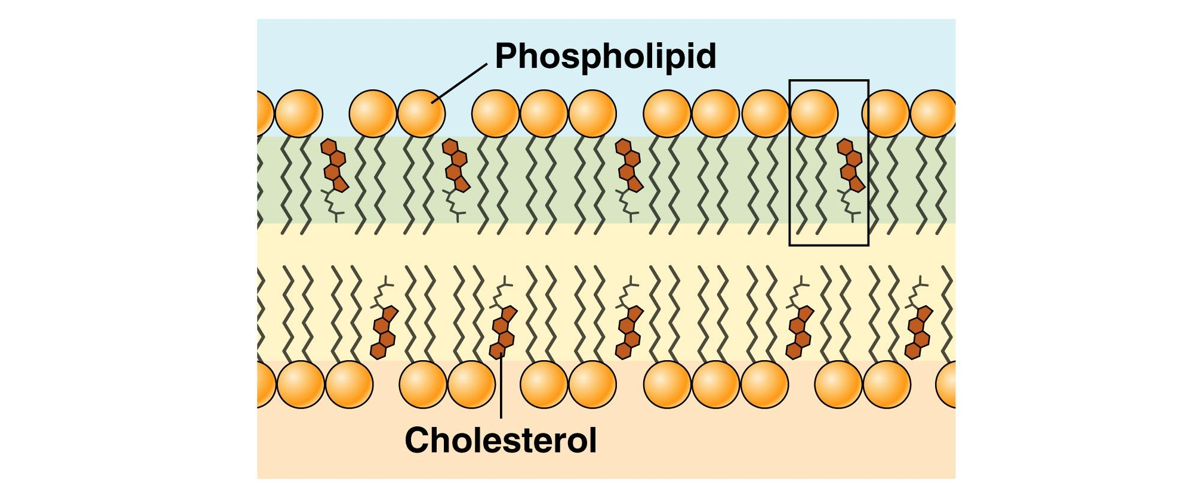Khái niệm màng sinh chất</>