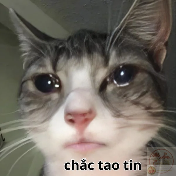 Một biểu cảm đơn giản thôi nhưng đủ làm cộng đồng rộn ràng.