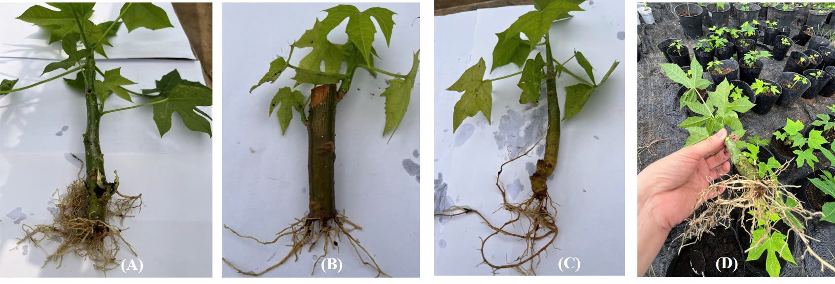 mo phan sinh o thuc vat la 1