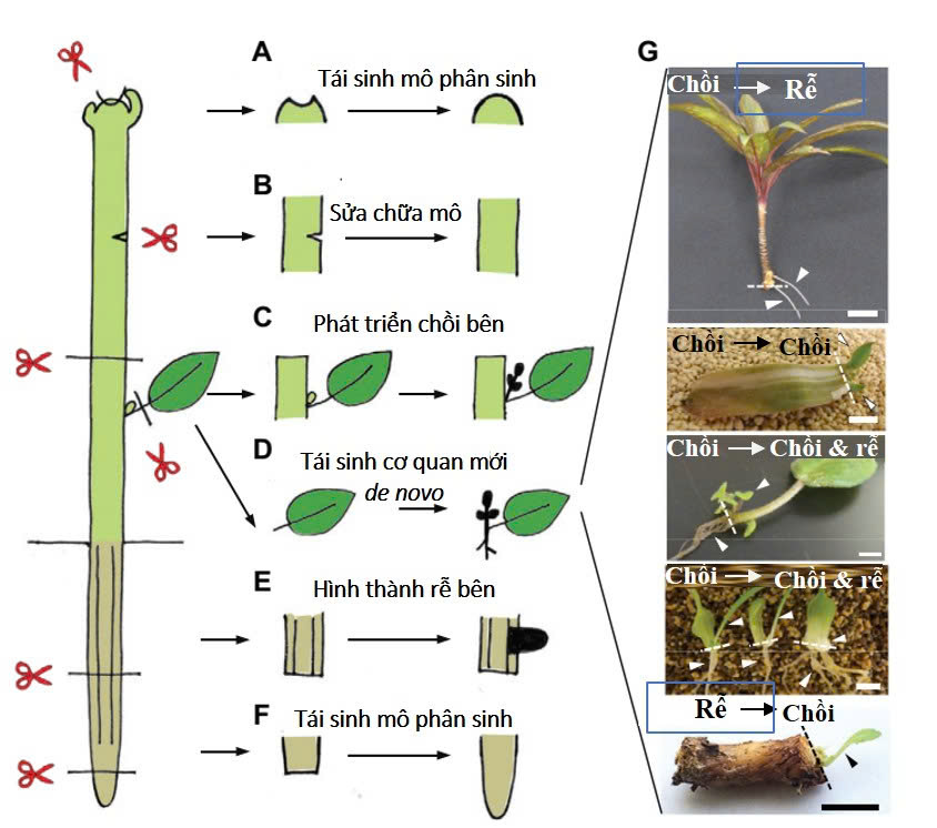 mo phan sinh o thuc vat la 2