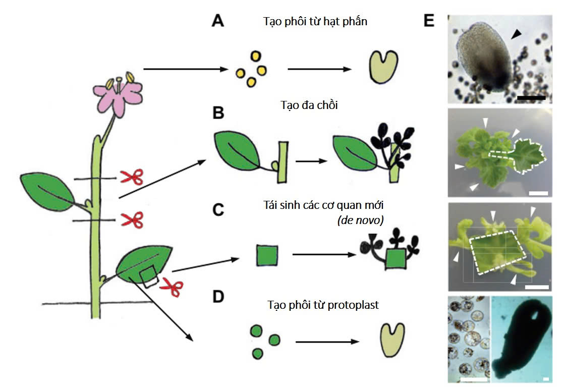 mo phan sinh o thuc vat la 3