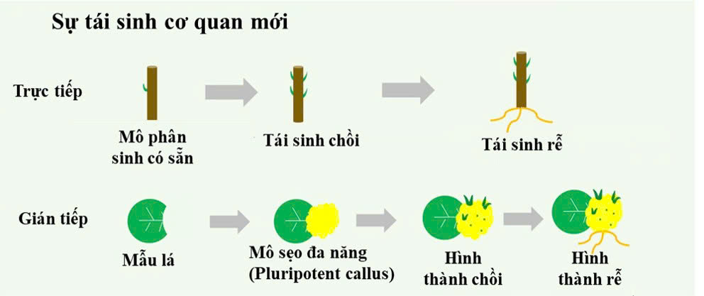 mo phan sinh o thuc vat la