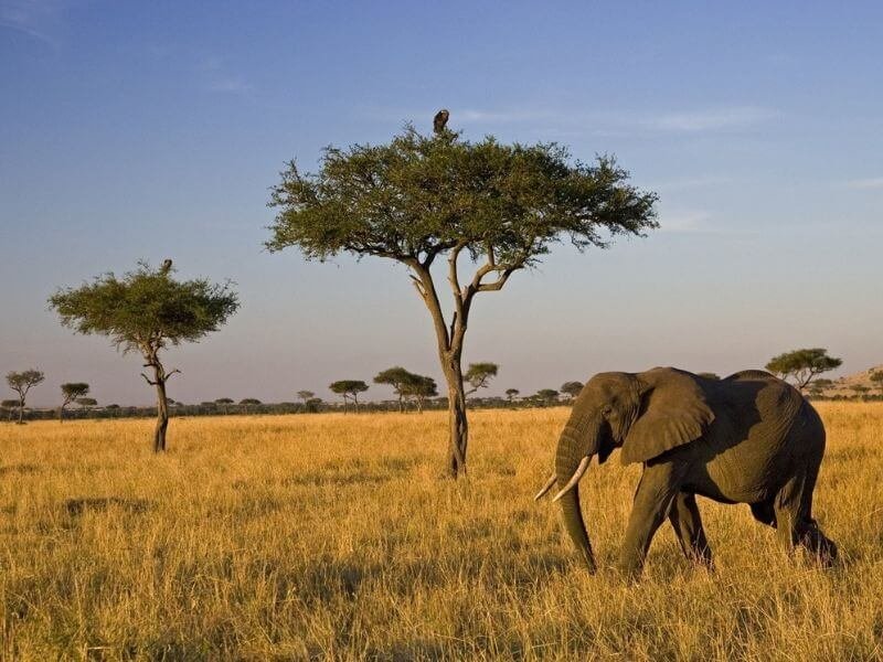 Đặc điểm của môi trường cận nhiệt ở Châu Phi