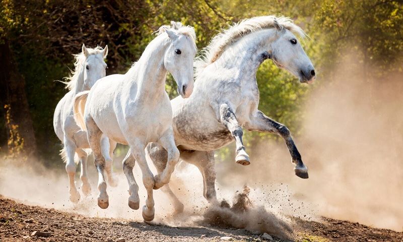 Việc sử dụng các từ vựng tiếng Anh về con ngựa cần đúng ngữ cảnh. (ảnh: Sưu tầm internet)