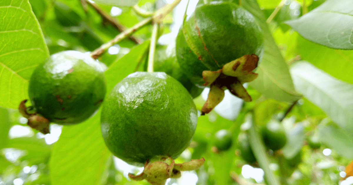 nguyen to vi luong co vai tro