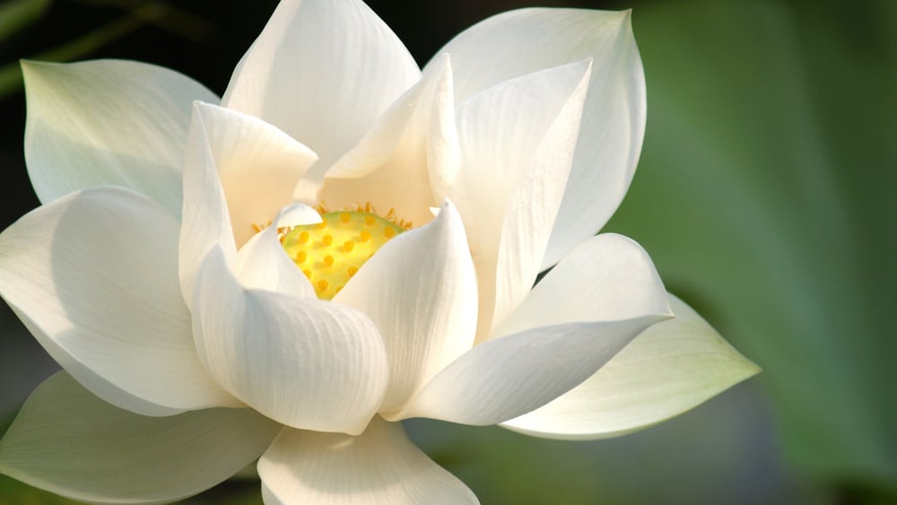 ‘Nhân chi sơ tính bản ác’ hay ‘tính bản thiện’? 1