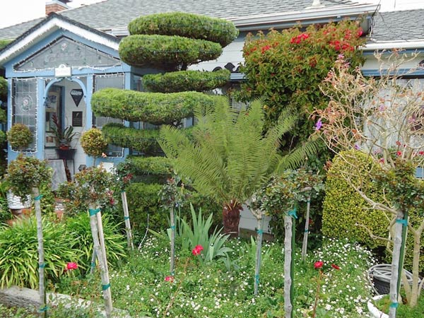 Tổng hợp các loại dương xỉ hot hiện nay