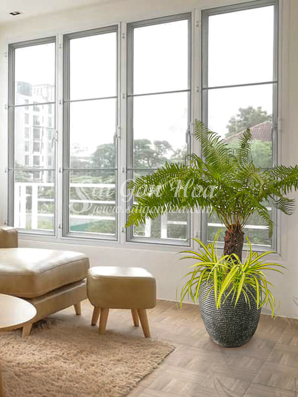 Tổng hợp các loại dương xỉ hot hiện nay