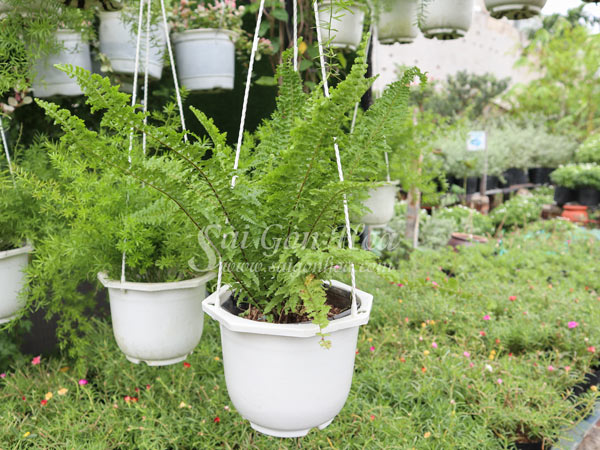 Tổng hợp các loại dương xỉ hot hiện nay