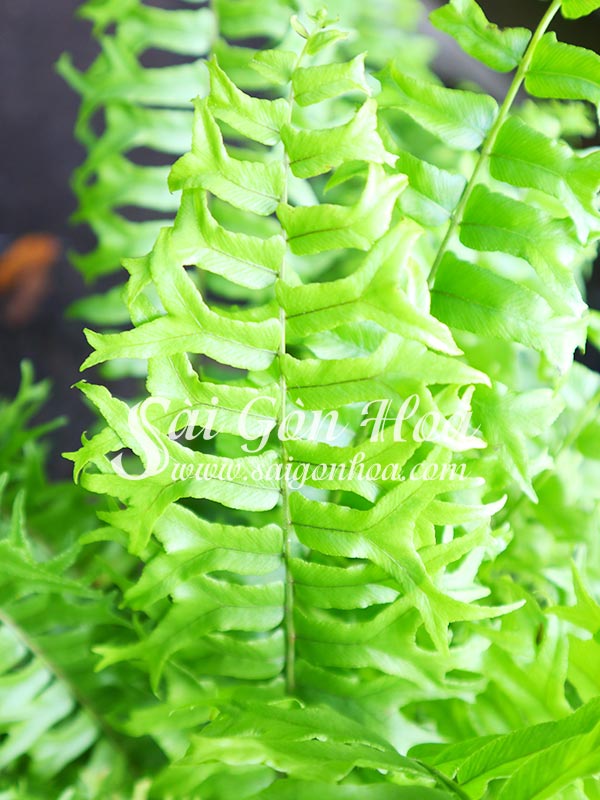 Tổng hợp các loại dương xỉ hot hiện nay