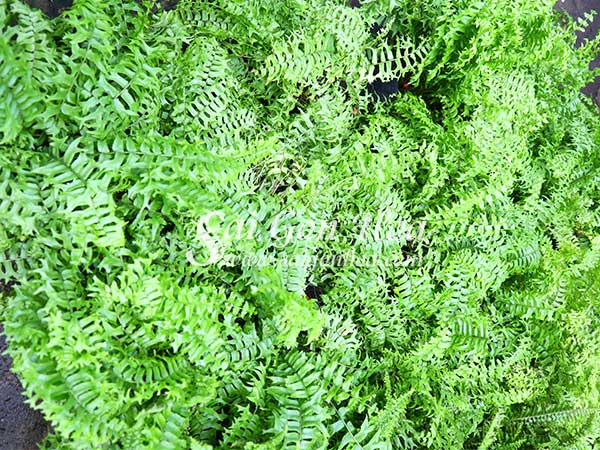 Tổng hợp các loại dương xỉ hot hiện nay