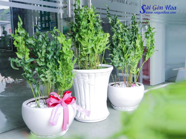 Tổng hợp các loại dương xỉ hot hiện nay