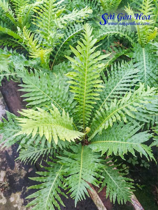 Tổng hợp các loại dương xỉ hot hiện nay