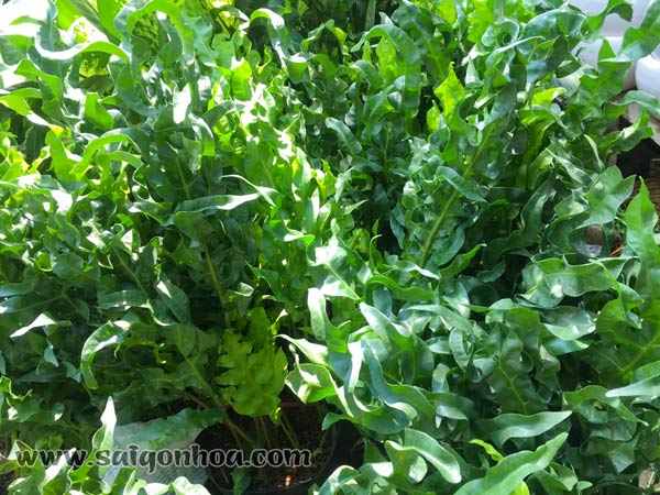 Tổng hợp các loại dương xỉ hot hiện nay