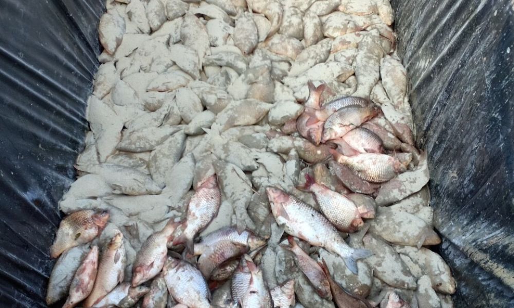 Quá trình ủ phân đạm cá