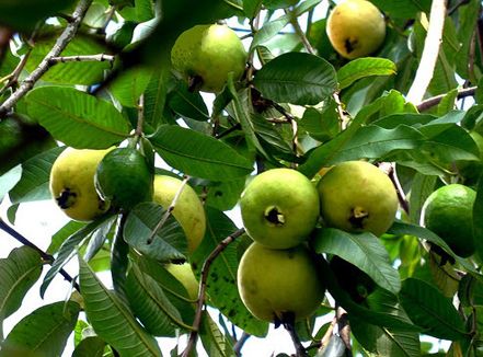 phan tich bai tho sang thu cua tac gia huu thinh