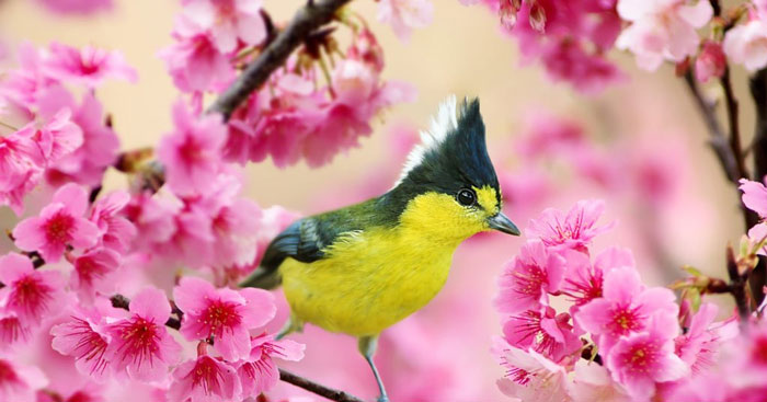 Phân tích khổ 2 và 3 bài thơ Mùa xuân nho nhỏ