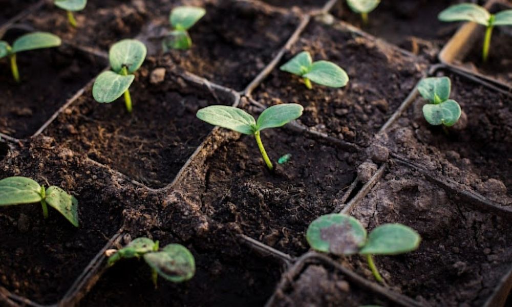 Vi sinh vật cố định đạm đóng vai trò trong việc chuyển hóa khí nitơ thành dạng mà cây trồng có thể hấp thụ