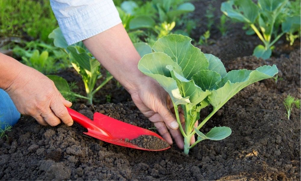 Giá thành cao hơn phân hoá học nhưng về mang lại lợi ích bền vững