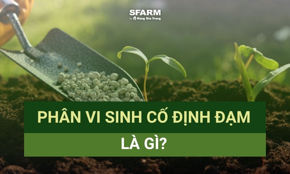 Phân bón vi sinh cố định đạm đang dần trở thành lựa chọn phổ biến trong canh tác nông nghiệp bền vững