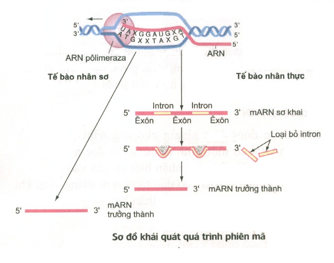 Các bước khởi đầu, kéo dài, kết thúc trong quá trình phiên mã