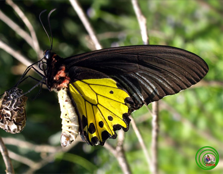 quan xa rung thuong co cau truc noi bat