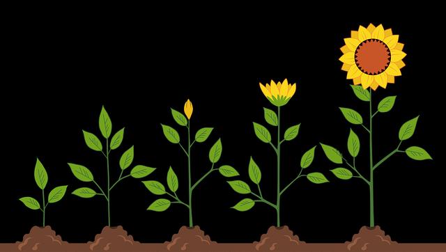 tác-dụng-của-quang-kỳ-cho-cây-cây