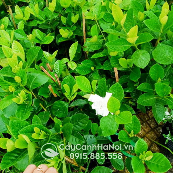 Địa chỉ bán cây dành dành tại Hà Nội
