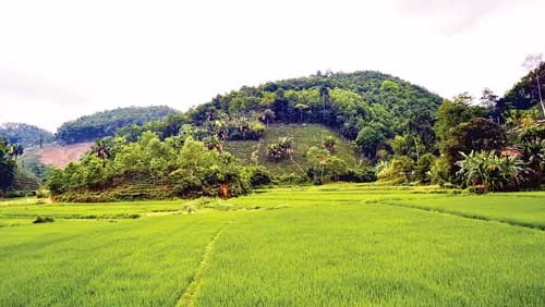 Cánh đồng xanh bên vạt đồi chè, cọ ở Sơn Dương.