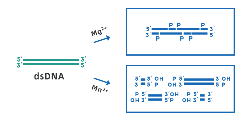 DNase I và các ứng dụng của họ