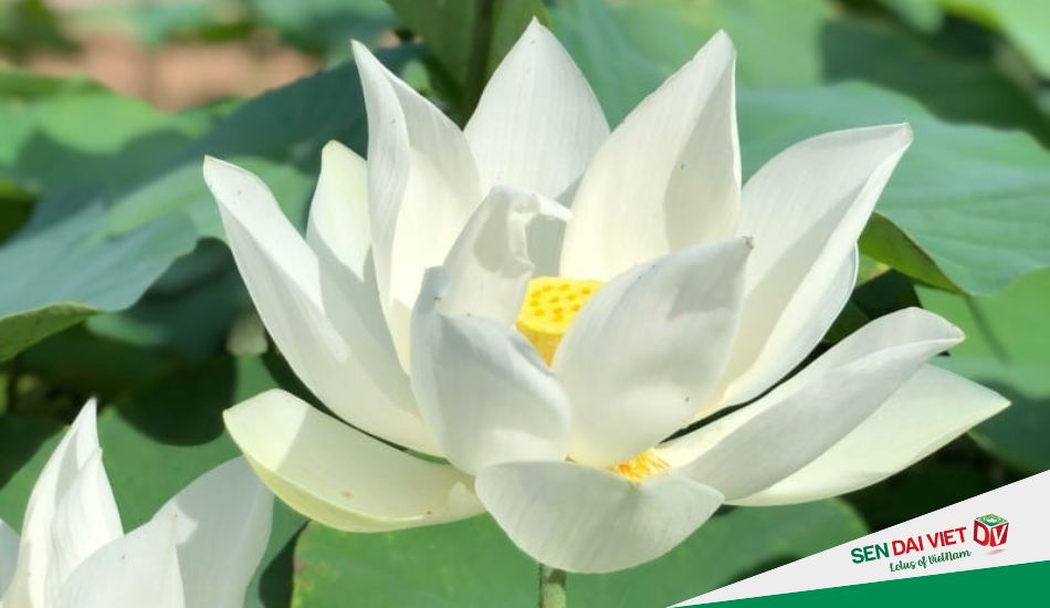Ý nghĩa của hoa sen trắng