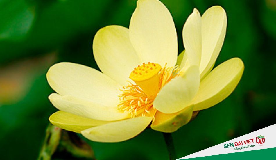 Ý nghĩa hoa sen vàng