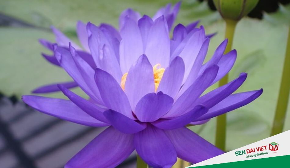 Ý nghĩa phong thủy của hoa sen