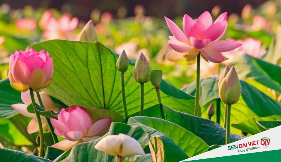 Đặc điểm của hoa sen