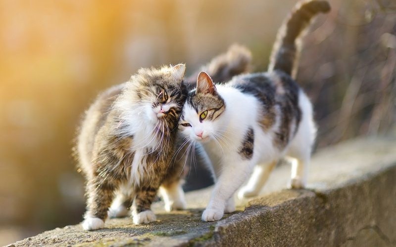 tuoi-con-meo-sinh-nam-bao-nhieu