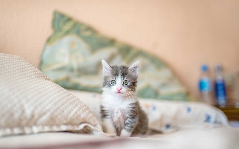 con-meo-sinh-nam-bao-nhieu