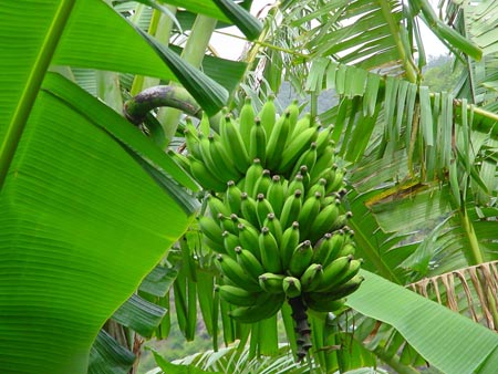 Tả cây chuối lớp 4