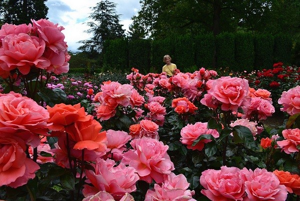 Tả cây hoa hồng đang ra hoa