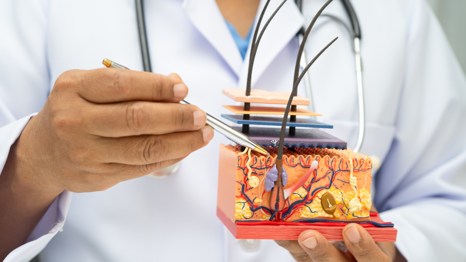 Biểu bì gồm nhiều tầng tế bào xếp chồng lên nhau, mỗi tầng đảm nhận một chức năng riêng bảo vệ cơ thể