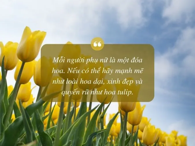 tho-ve-hoa-tulip-voh-3